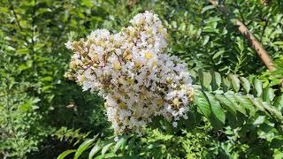 Lagergerstroemia cv. NATCHEZ 