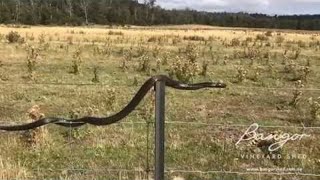 animales la serpiente en el cable