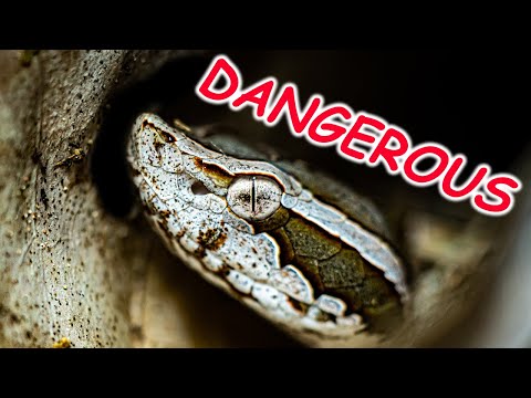 MOST DANGEROUS SNAKE (of Thailand) - Malayan Pit Viper (Calloselasma rhodostoma) | snake documentary
