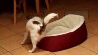 preview picture of video 'Papillon puppy Banjo arguing with his bed'
