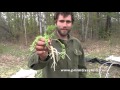 Wild Food Foraging - Intro to Wild Carrot