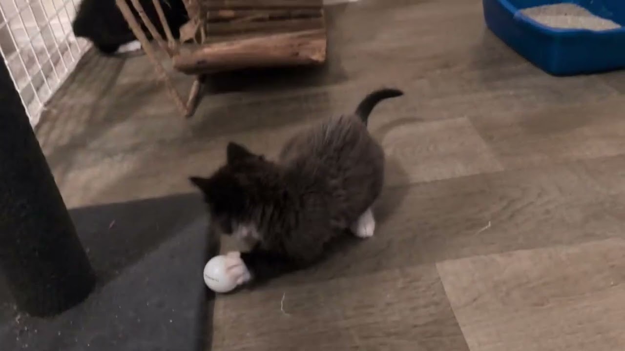 Smokey, a Adoptable Domestic Medium Hair in Cathlamet, WA video 2/6