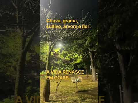 Chuva, grama, cultivo, árvore e flor: A VIDA RENASCE EM ALTO PARAÍSO DE GOIÁS