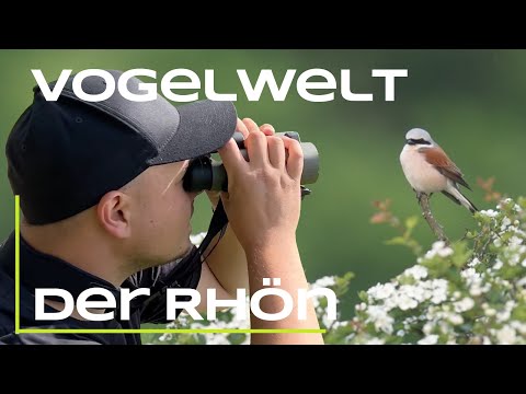 Schwarzstorch, Braunkehlchen und Co - Wanderung durch die Rhön