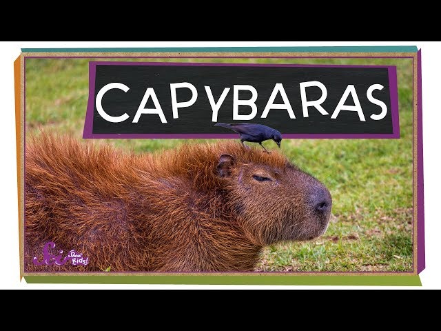 Video de pronunciación de Capybara en Inglés