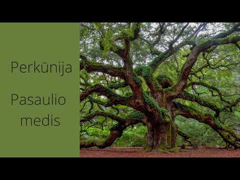 Perkūnija. Pasaulio medis