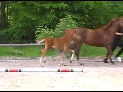 SF v. Quantensprung - Lauries Crusador xx