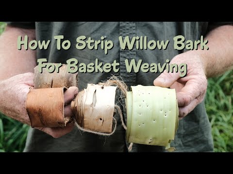 How to strip willow bark for basket weaving