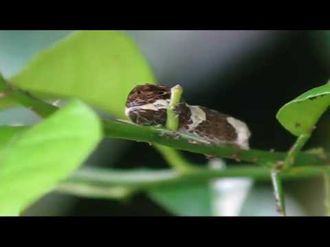 Asombrosa imitaciÃƒÂ³n