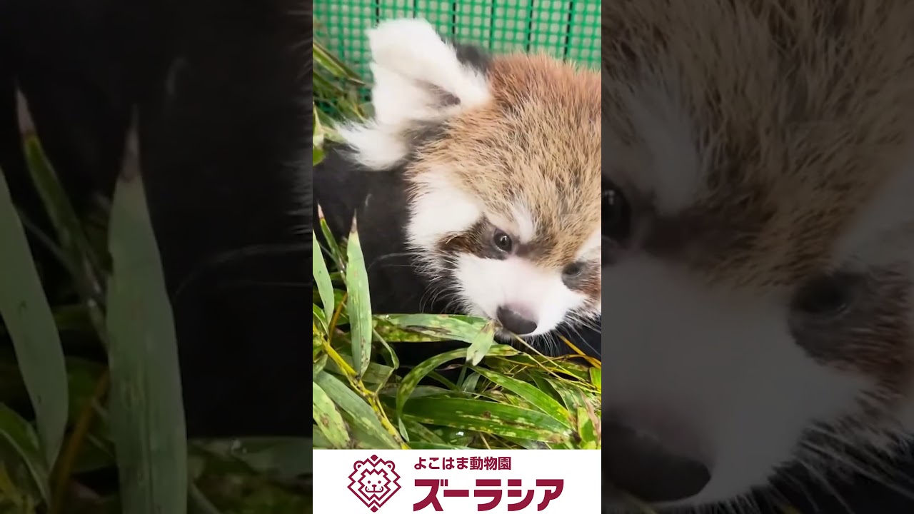 【ズーラシア公式】レッサーパンダの赤ちゃん(人工哺育個体) 9月19日(86日齢)～9月24日(91日齢)の様子　#shorts