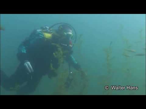 Tauchen im Marxweiher, Marx´scher Weiher - Nähe Altrip,Rheinland Pfalz,Deutschland