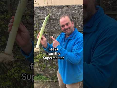 How to regrow your leeks from supermarket scraps. Either grow in a pot or directly in the soil.