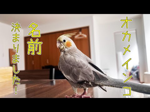 有名なオカメインコの名前