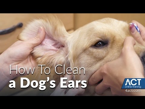 Cleaning A Dog's Ears - Veterinary Training