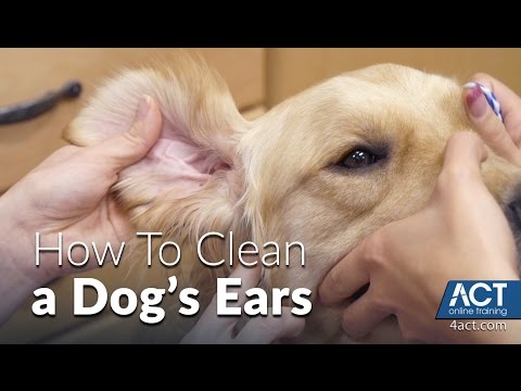 YouTube video about: Can I clean my dog's ears with alcohol?