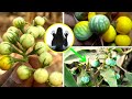 MAAJABU YA MMEA WA NDULELE AU NTULA NTULA NI KIBOKO YA WACHAWI MAPENZI MIMBA NA MAGONJWA MENGINE