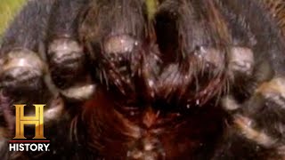 GOLIATH BIRD-EATING TARANTULA'S BRUTAL BITE | Kings of Pain | #Shorts | History