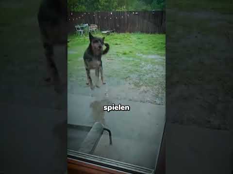 Dieser Hund hat Probleme 💀