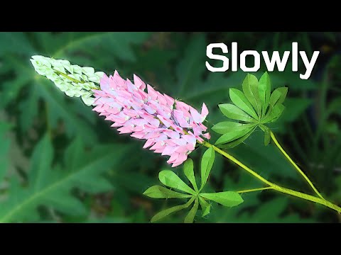 ABC TV | How To Make Lupine Paper Flower (Slowly) - Craft Tutorial