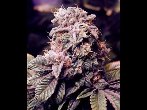 mc.gampl zvuk z ulice.wmv