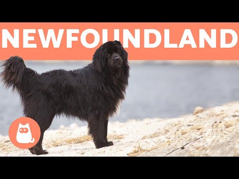 NEWFOUNDLAND DOG - Profile of a Hero Breed