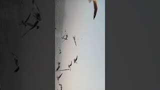 preview picture of video 'Alibaug trip birds on boat'