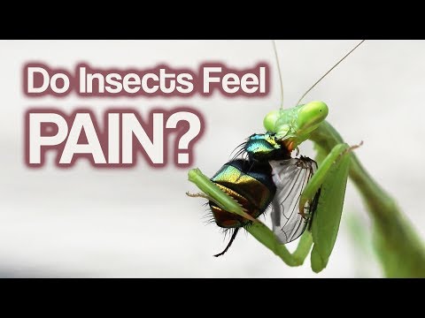 image-What are smells that bugs hate?