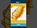 sea horse - caballo de mar video thumbnail