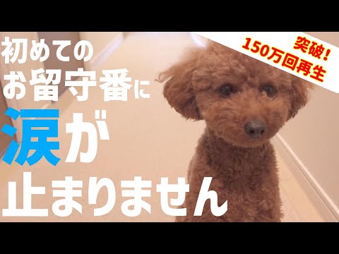 【号泣】犬の初めてのお留守番を隠し撮りしてみたら、健気な姿に胸が締め付けられました【トイプードル】