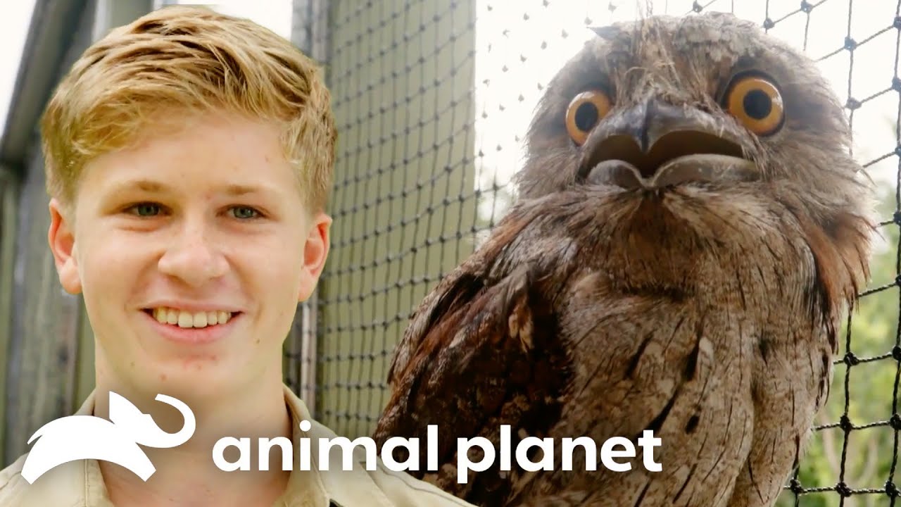 Inspiring Animal Rescue & Rehab Stories with Robert Irwin | Crikey! It's the Irwins | Animal Planet