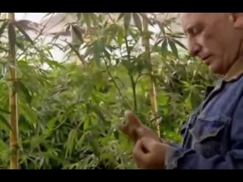 Фильм супертрава марихуана лук семенами на гидропонике