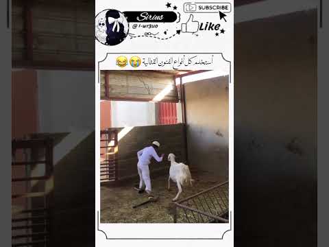 هههه😂💔#sirius #ميمز #ضحك #تحشيش #ai #anime #اكسبلور #اشتراك #gojo #تسليك #shorts #السعودية #انمي