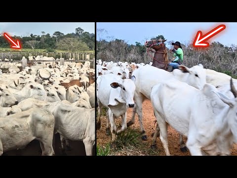 CHEGOU O DIA DE APARTAR A VACADA DO 70 😱