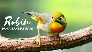 Download lagu Masteran suara burung ROBIN mp3