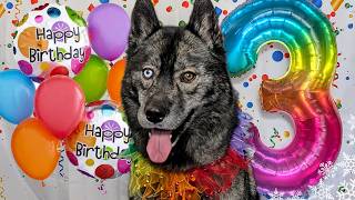 Happy Birthday Eleanor The Husky 🎂 3 Years Old!