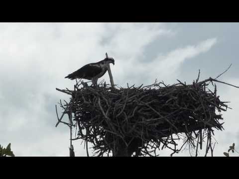 2017-04 Florida (Ft Myers and Everglades)