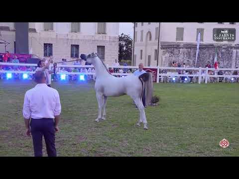 NADER AL GHANAYIM - GOLD CHAMPION - MILAN International Cup 2023