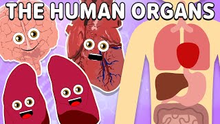The Basic Human Organs! | KLT