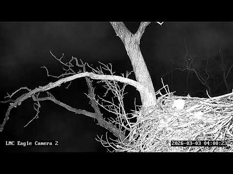 Little Miami Conservancy Bald Eagle Nest Camera #2