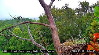Little Miami Conservancy Bald Eagle Nest Live Camera #2 live webcam
