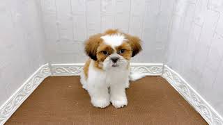 シーズーの動画02