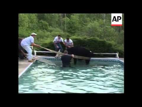Cow strays into swimming pool