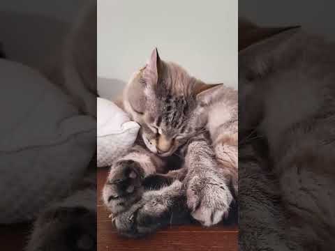 🐱My Big Cat Family - Bodik #short #shortvideo #shortscatsvideos #cats #cat #cutecats