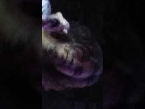 Ready For Love Laura Feliciano