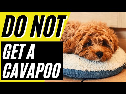 1st YouTube video about are cavapoo hypoallergenic