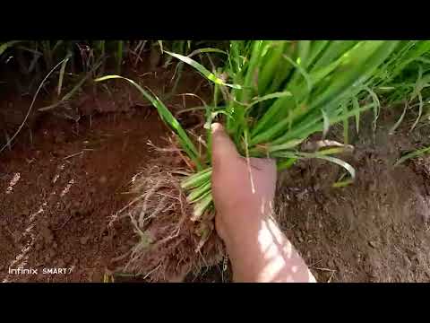 AGSIKKA p2 || MADAM SUBERBIYA        #ilocano #simple #familyvlog #farmlife #viral #farming