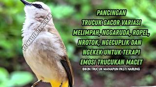 Download lagu Trucukan GACOR ngalas ROPEL PANJANG suara alam AMPUH buat pancingan jadikan trucuk Gacor GARUDA mp3 Download lagu Trucukan GACOR ngalas ROPEL PANJANG suara alam AMPUH buat pancingan jadikan trucuk Gacor GARUDA mp3