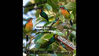 Download lagu suara pikat burung kolibri wulung / muncang #suarapikat #burungkolibri #kolibrimuncang #suarakolibri mp3