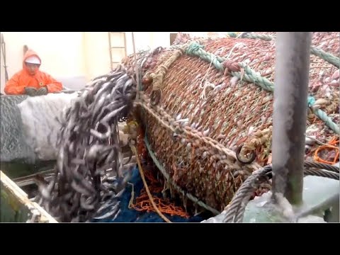 Catch Hundreds Tons Crabs With Modern Big Ship, Automatic Crab Processing Line