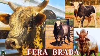 OS 5 MAIORES TOUROS DO RODEIO BRASILEIRO 🐂 | LENDAS DAS ARENAS